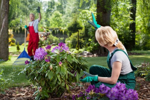 Professionally trimmed hedges in a Bermondsey garden