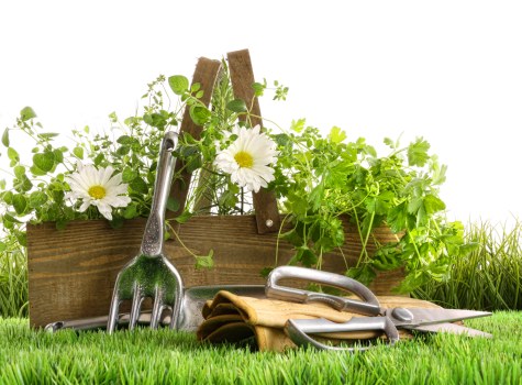 Seasonal planting in a Bermondsey garden